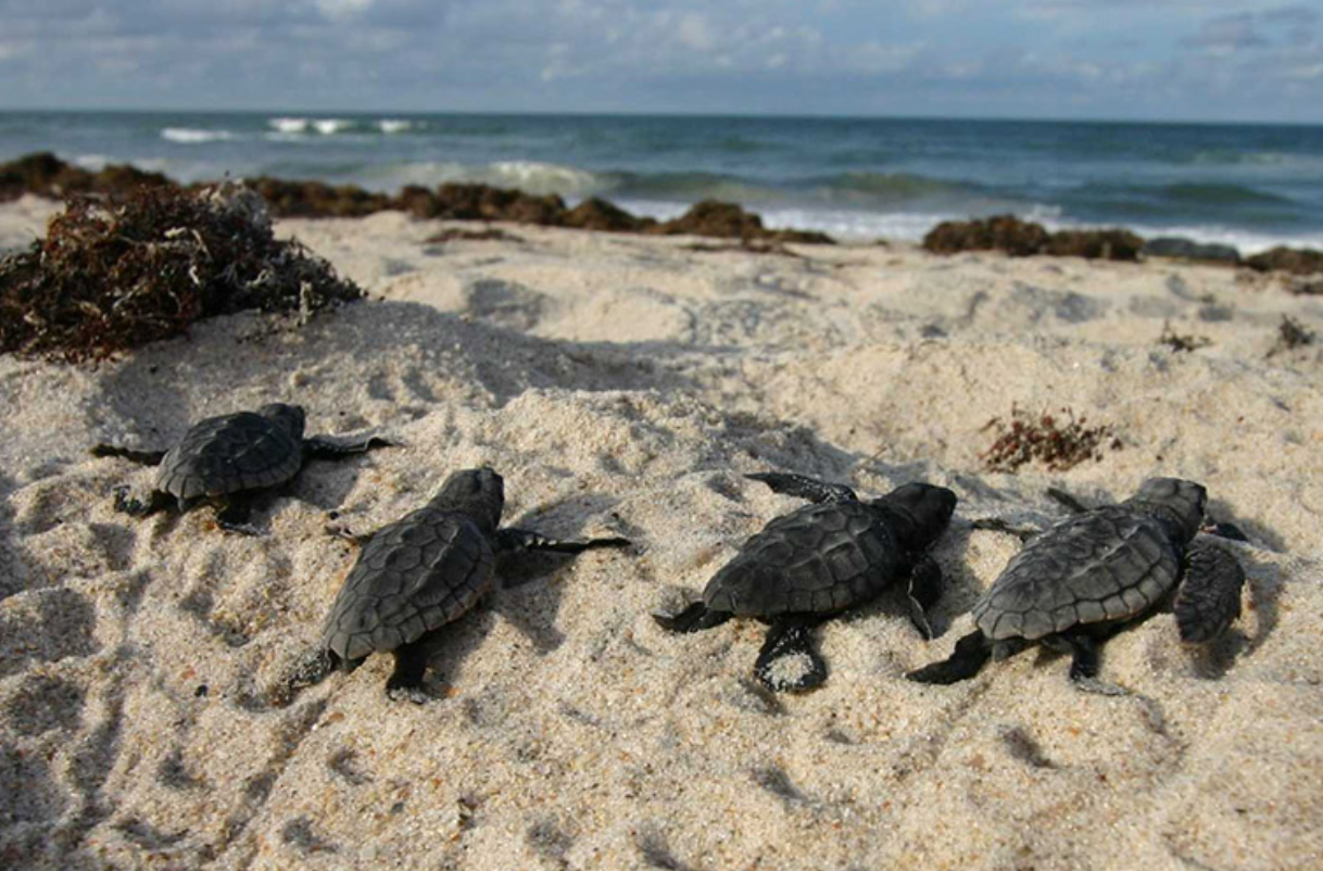 Sea turtle hatchlings crawling across sand toward the surf on a Florida beach